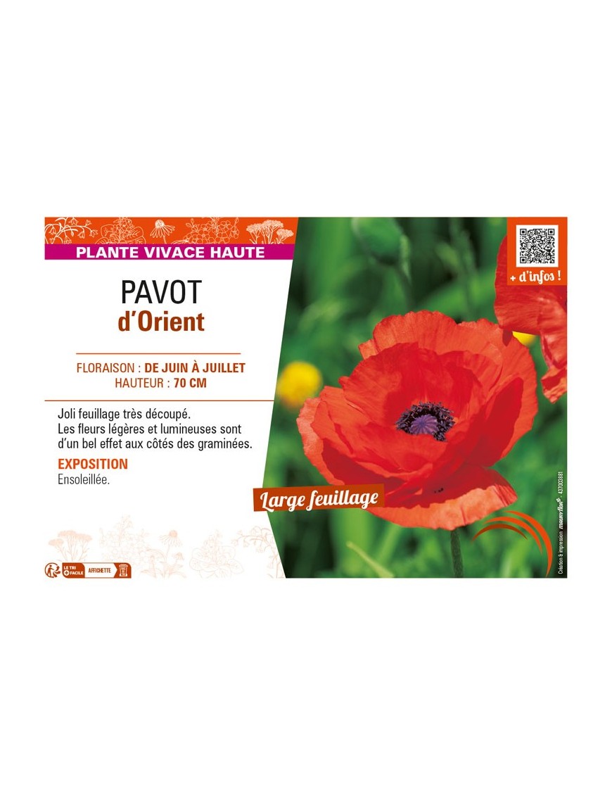 PAPAVER orientale voir PAVOT d’Orient (rouge)