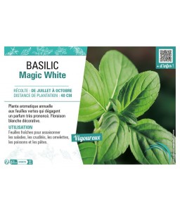 BASILIC MAGIC WHITE
