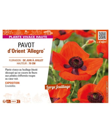 PAPAVER orientale Allegro voir PAVOT d’Orient