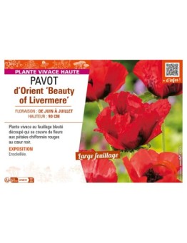 PAPAVER orientale Beauty of Livermere voir PAVOT d’Orient
