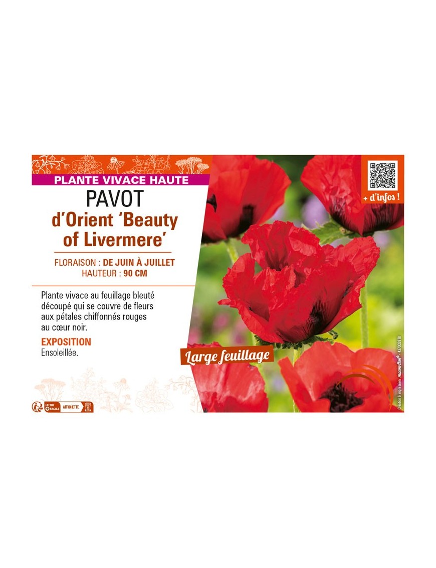 PAPAVER orientale Beauty of Livermere voir PAVOT d’Orient