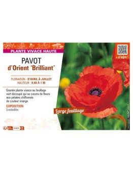 PAPAVER orientale Brilliant voir PAVOT d’Orient
