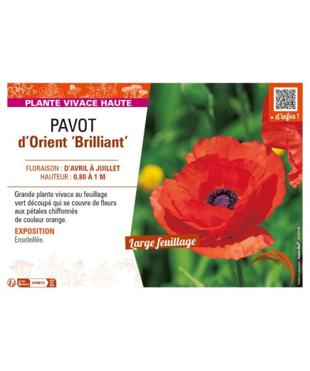 PAPAVER orientale Brilliant voir PAVOT d’Orient