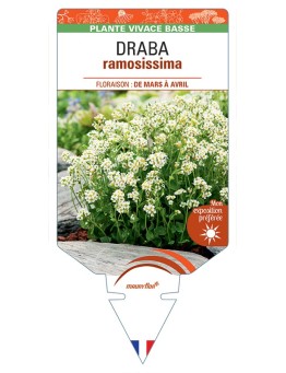 DRABA ramossisima