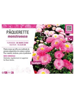 PÂQUERETTE MONSTRUEUSE