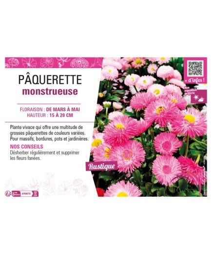 PÂQUERETTE MONSTRUEUSE