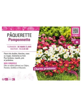 PÂQUERETTE POMPONNETTE