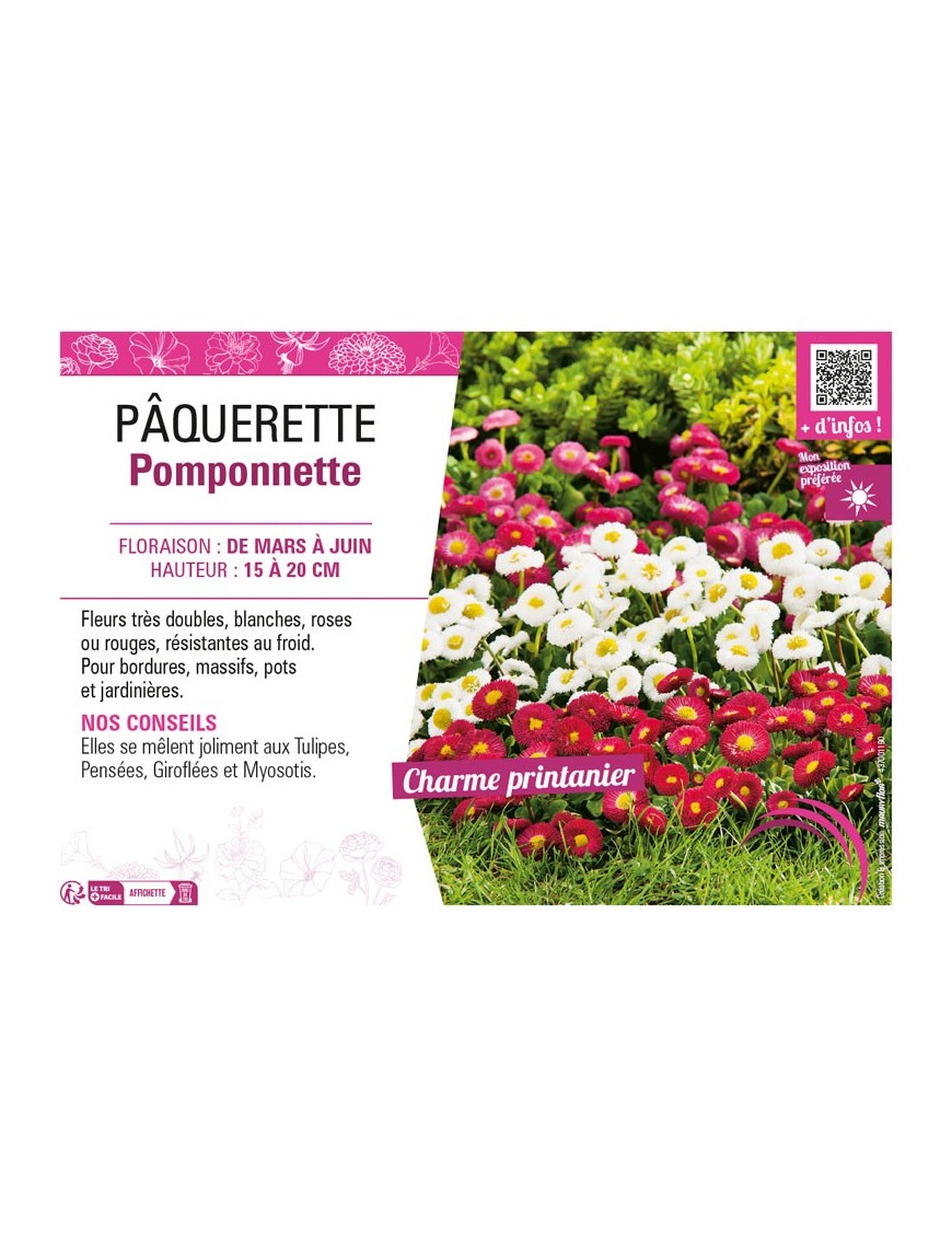 PÂQUERETTE POMPONNETTE