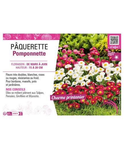 PÂQUERETTE POMPONNETTE