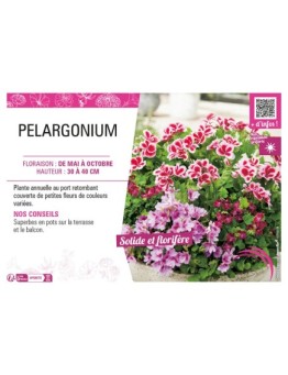 PELARGONIUM