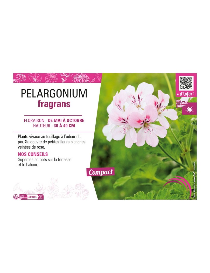 PELARGONIUM FRAGRANS