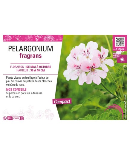 PELARGONIUM FRAGRANS