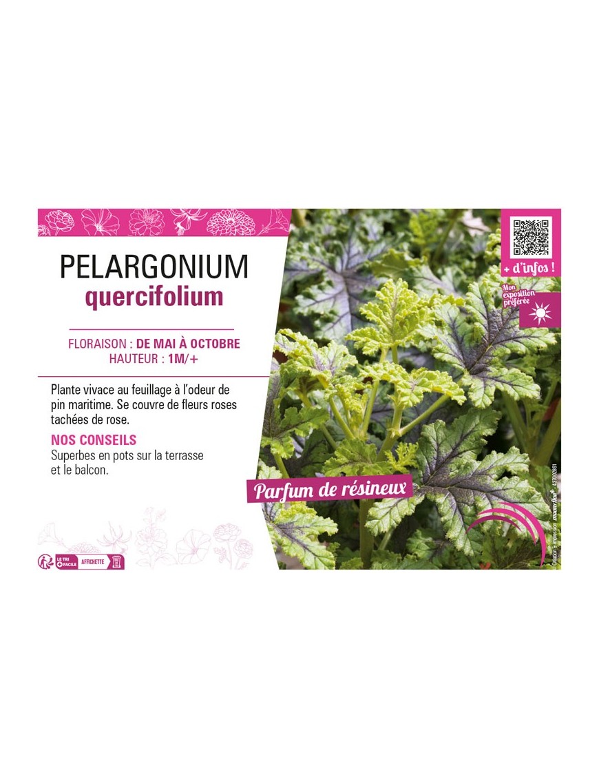 PELARGONIUM QUERCIFOLIUM