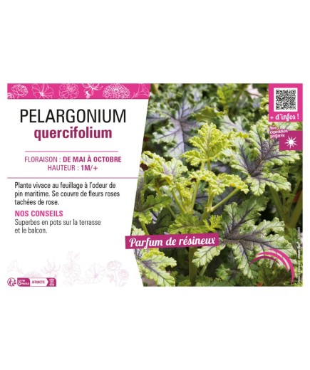 PELARGONIUM QUERCIFOLIUM