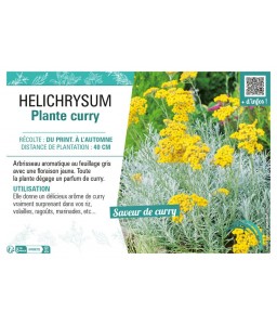 HELICHRYSUM PLANTE CURRY