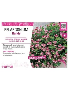 PELARGONIUM RANDY