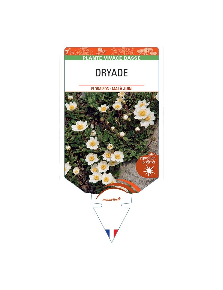 DRYAS OCTOPETALA voir Dryade (blanc)