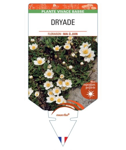 DRYAS OCTOPETALA voir Dryade (blanc)
