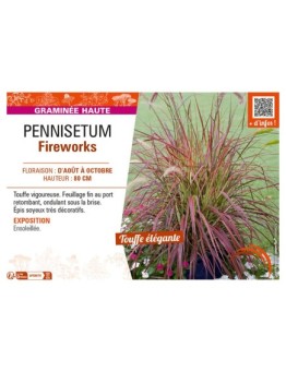 PENNISETUM FIREWORKS