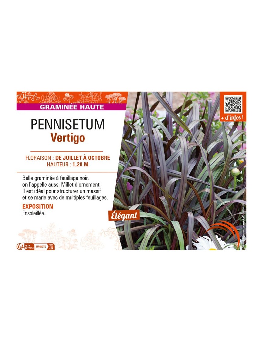 PENNISETUM VERTIGO