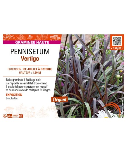 PENNISETUM VERTIGO