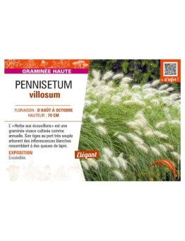 PENNISETUM villosum