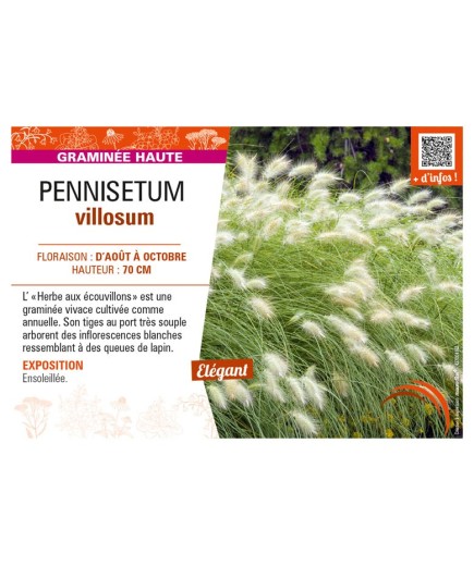 PENNISETUM villosum