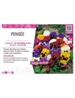 PENSÉE