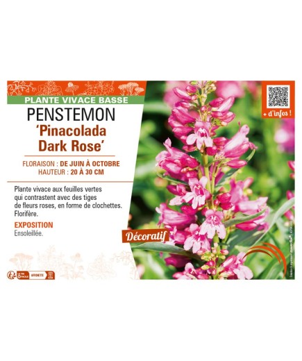 PENSTEMON (barbatus) Pinacolada Dark Rose