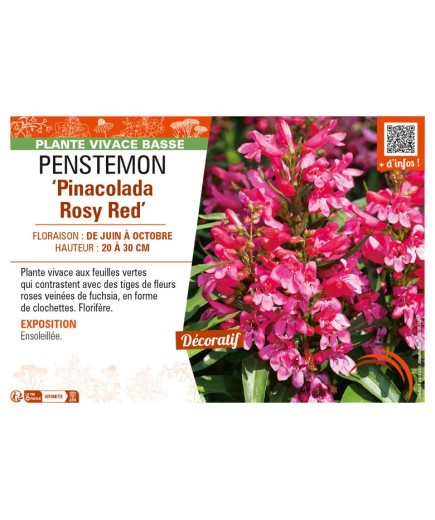 PENSTEMON (barbatus) Pinacolada Rosy Red