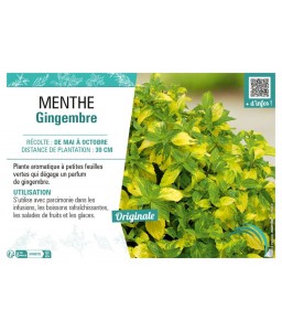 MENTHE GINGEMBRE