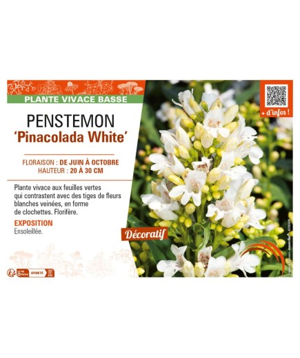 PENSTEMON (barbatus) Pinacolada white