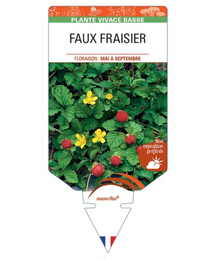 DUCHESNEA INDICA voir Faux Fraisier