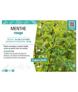 MENTHE ROUGE