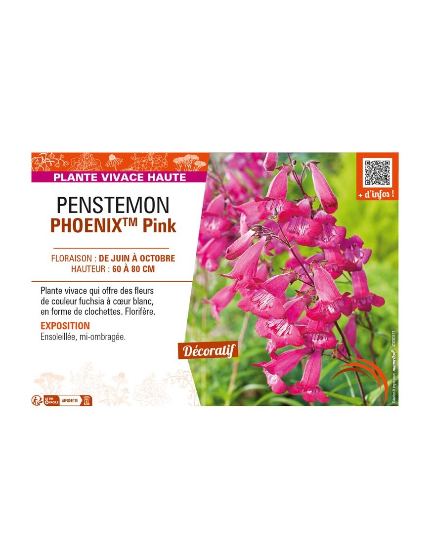 PENSTEMON (hartwegii) PHOENIXTM Pink