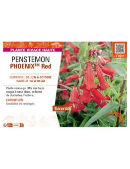 PENSTEMON (hartwegii) PHOENIXTM Red