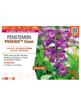 PENSTEMON (hartwegii) PHOENIXTM Violet