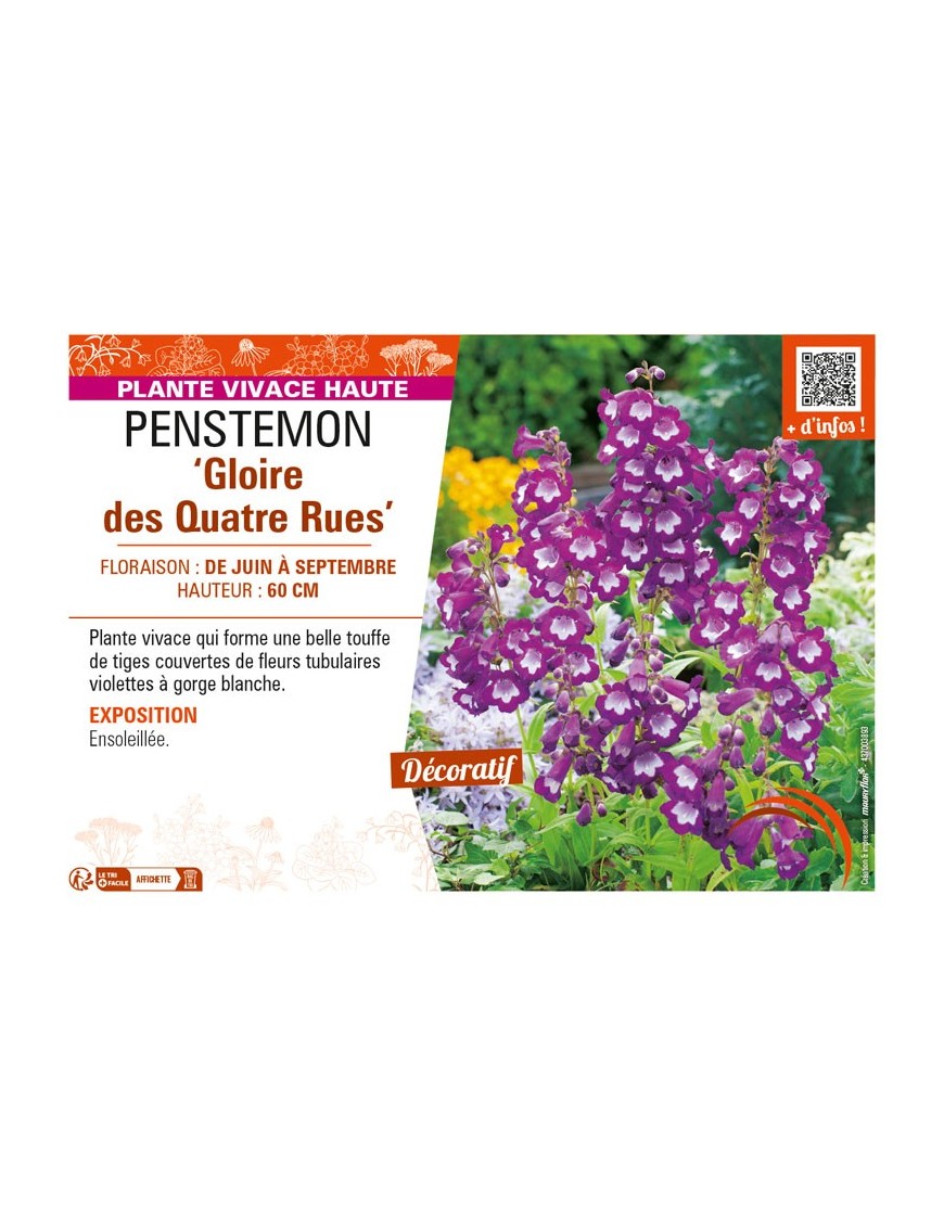 PENSTEMON (x hybrida) Gloire des Quatre Rues