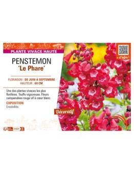 PENSTEMON (x hybrida) Le Phare