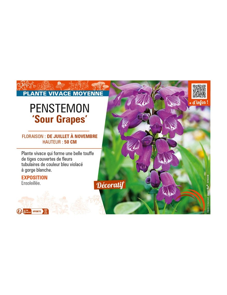 PENSTEMON (x hybrida) Sour Grapes