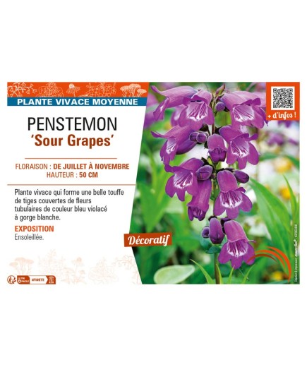 PENSTEMON (x hybrida) Sour Grapes