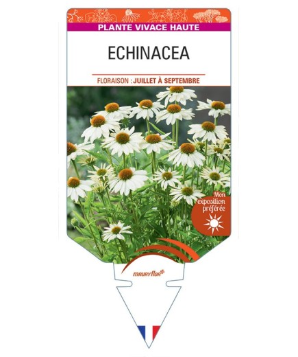 ECHINACEA (blanc)
