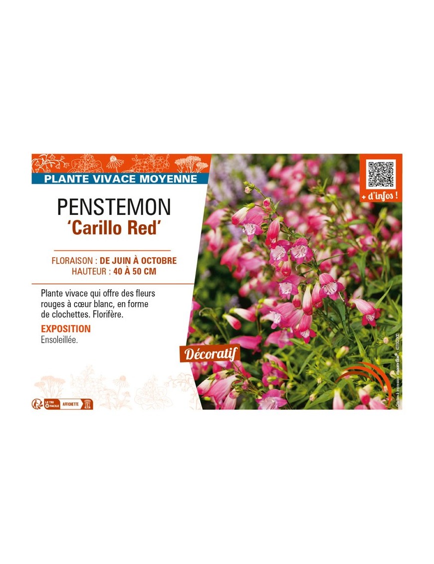 PENSTEMON (x mexicali) Carillo Red