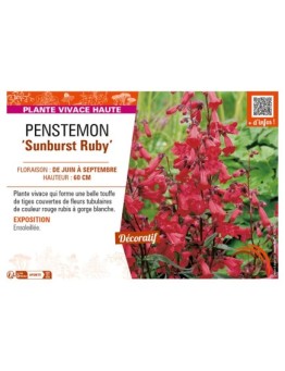 PENSTEMON (x mexicali) Sunburst Ruby