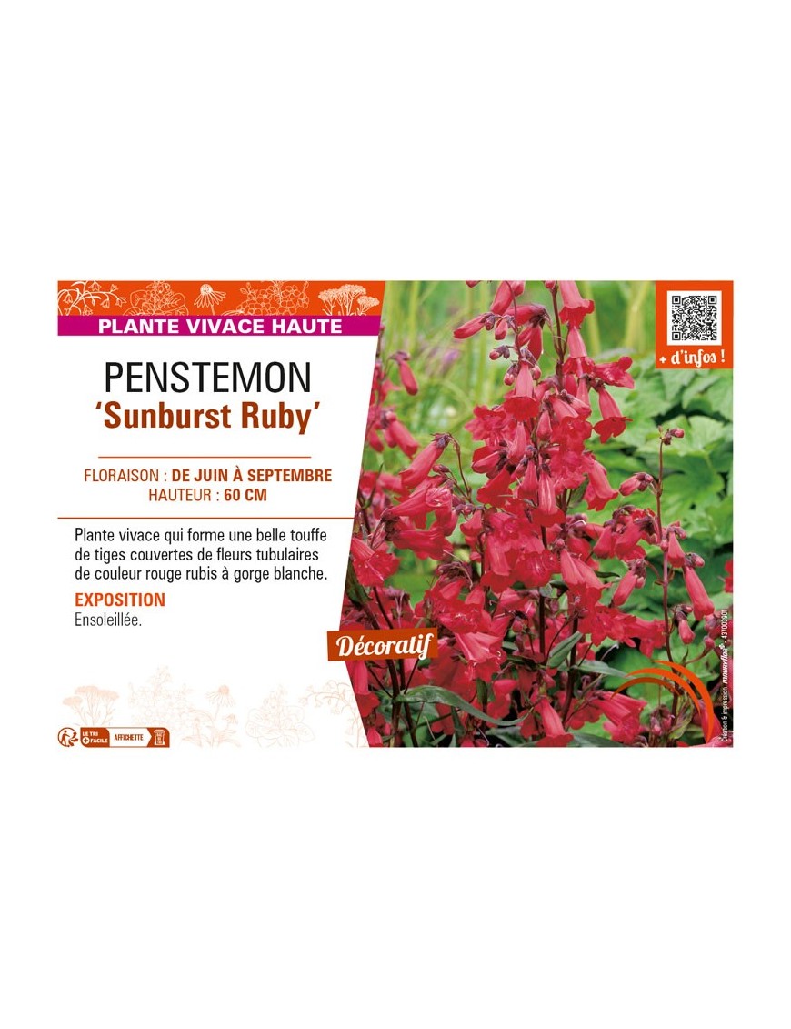 PENSTEMON (x mexicali) Sunburst Ruby
