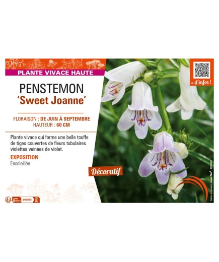 PENSTEMON (x mexicali) Sweet Joanne