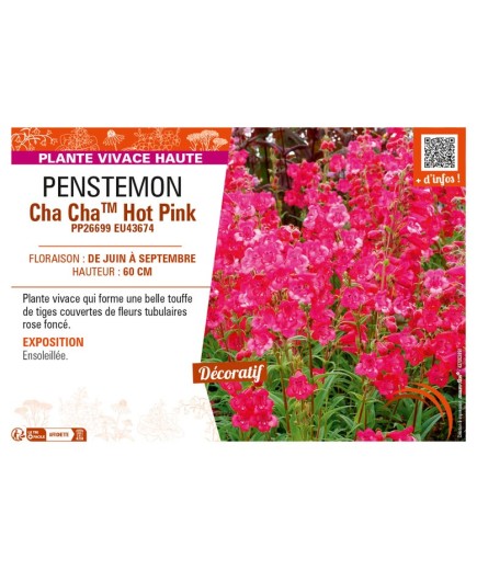 PENSTEMON Cha ChaTM Hot Pink