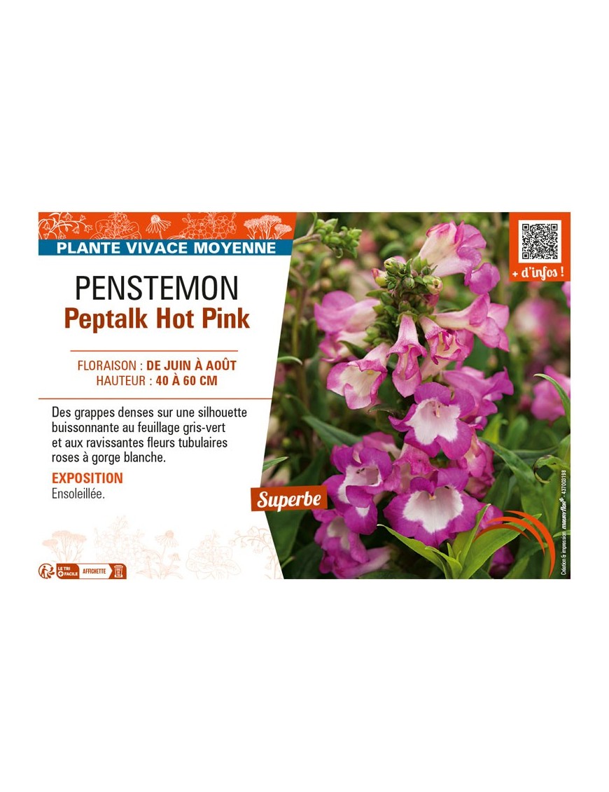 PENSTEMON PEPTALK HOT PINK