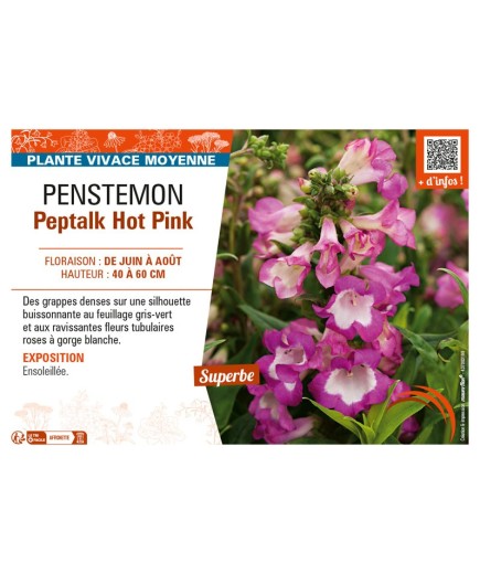 PENSTEMON PEPTALK HOT PINK