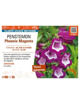PENSTEMON PHOENIX MAGENTA